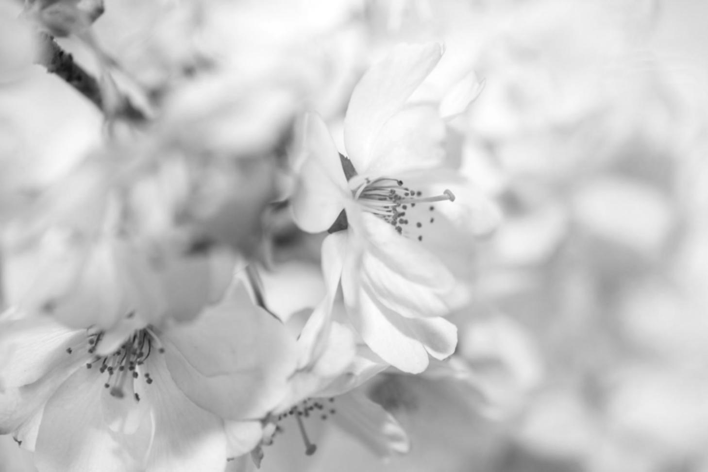 Процесс создания цветочной аранжировки