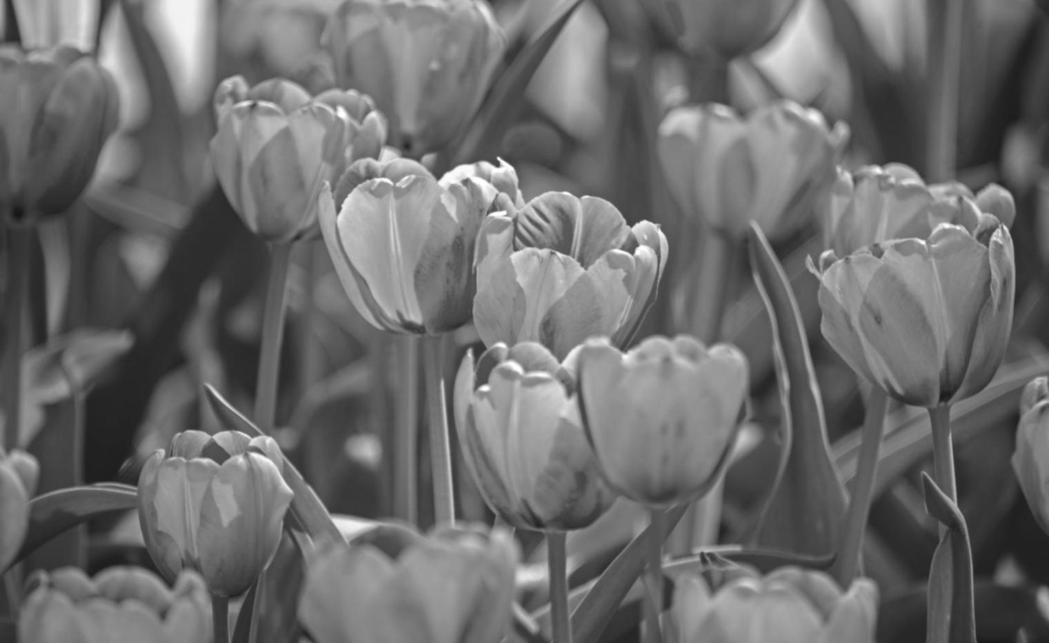 Флористика с нуля: первые шаги